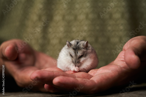 Little domestic hamster on hand. Djungarian Dwarf hamster