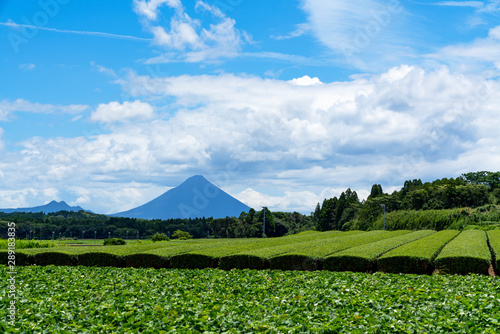 [鹿児島県]知覧の茶畑と開聞岳