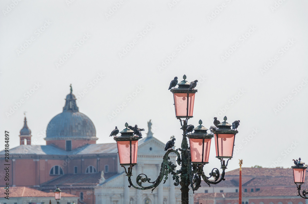 Pigeon birds sitting on traditional Venice pink glass street lanterns