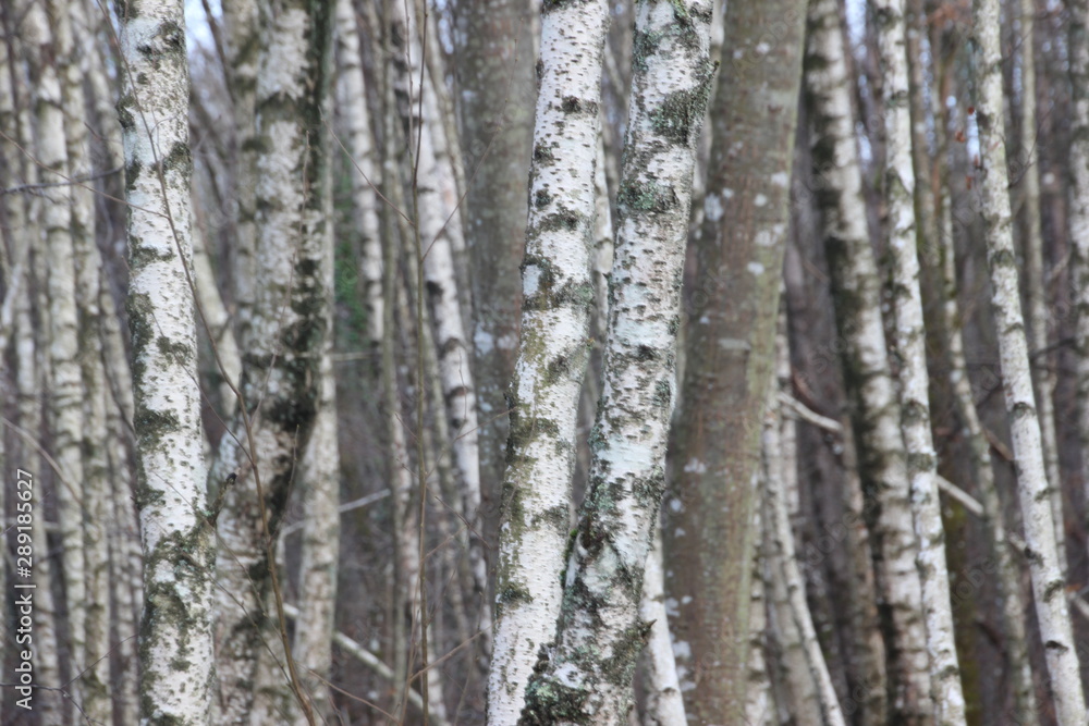 Forêt de bouleaux en hiver