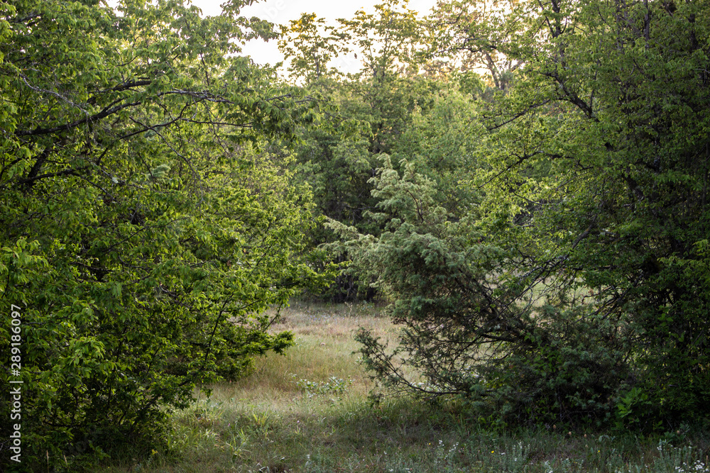 Obraz premium Natural background of green plants. Vegetation in the natural environment.