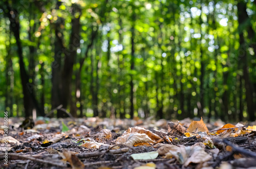 Summer or autumn forest or park sunny landscape. Dry colorful leaves on the ground, beautiful blurred green trees in the background. Selective focus.