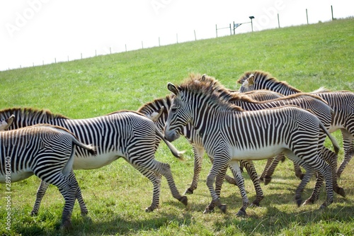 Herd of Grevy's zebra running outside