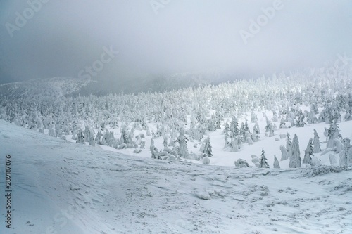 winter landscape with snow and trees © Masaki Kai