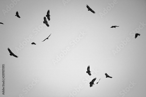 Foto silhouette of f lock of vultures flying above hill in black and white, spooky
