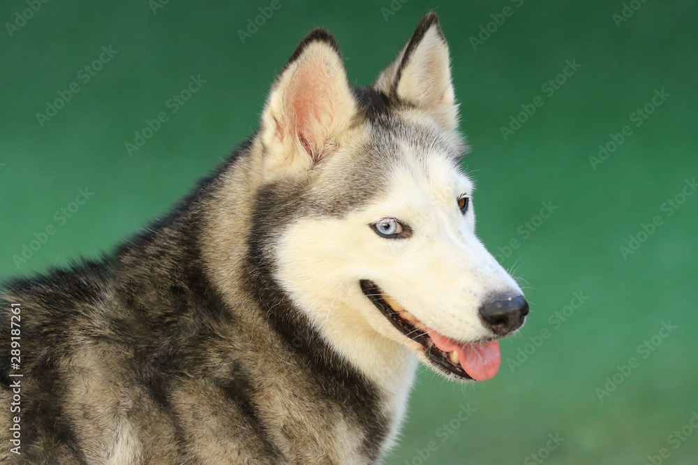 Portrait von einem Husky vor grünem Hintergrund