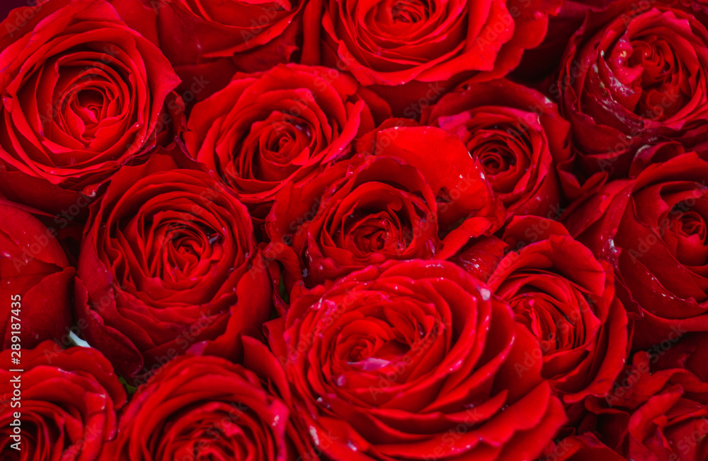background of red roses background of red roses