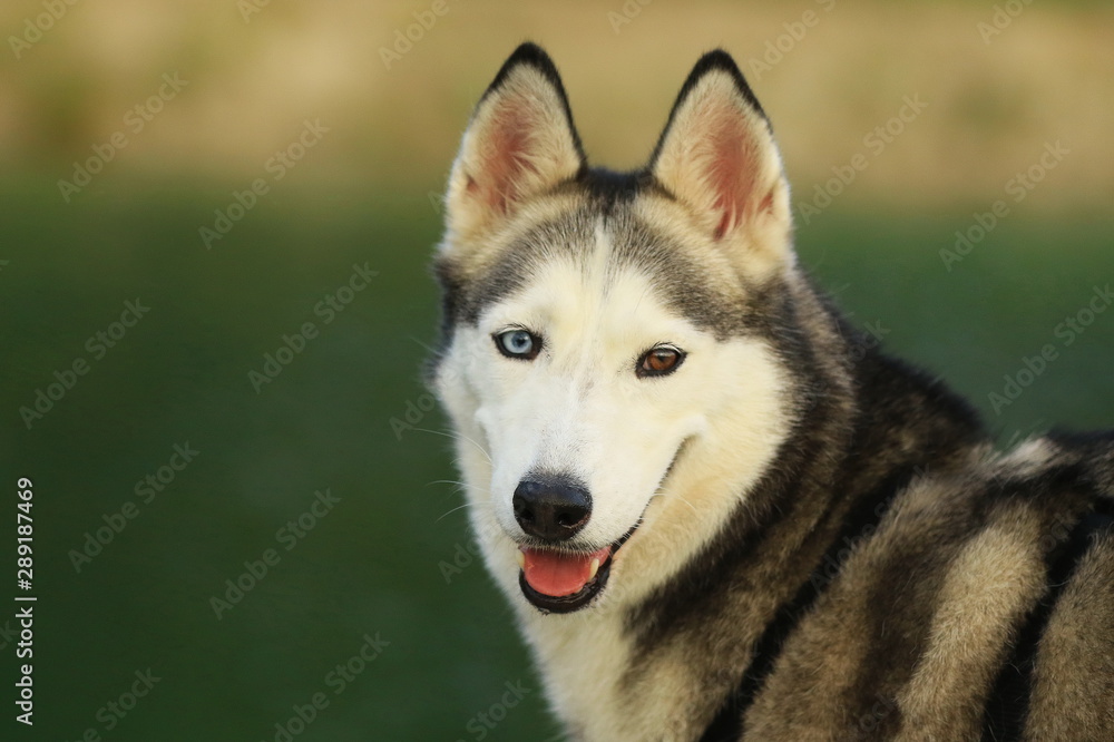 Portrait von einem Husky mit verschiedenfarbigen Augen