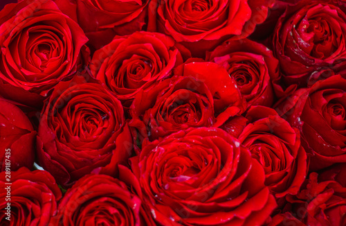 background of red roses