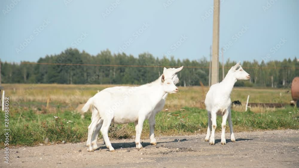 rustic concept, little white goats on a walk on the road rustic concept, little white goats on a walk on the road