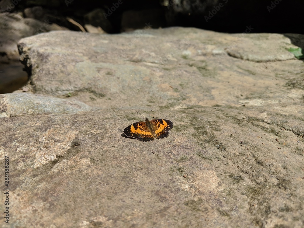 yellow and black monarch butterfly sitting on rock yellow and black monarch butterfly sitting on rock