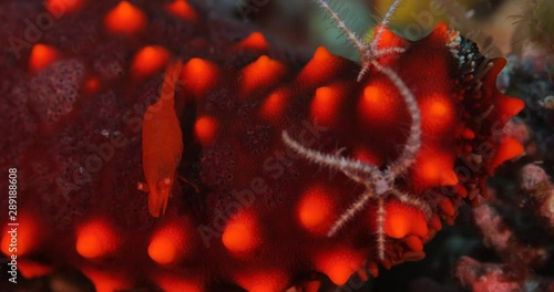 Emperor shrimp living on a starfish. sea of cortez, mexico. photo