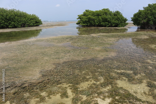 Mangroves photo