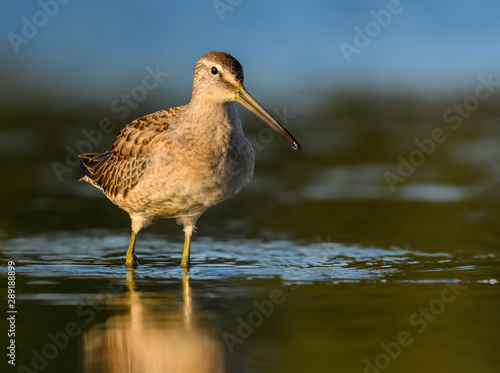 Long-billed Dowitcher Foraging on the Pond