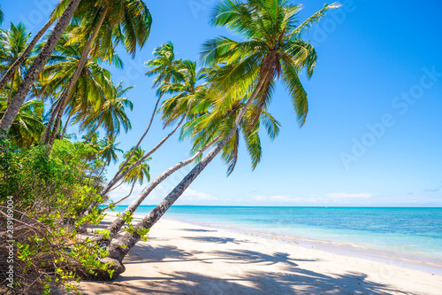 Fototapeta Naklejka Na Ścianę i Meble -  Palm trees casting shadows on a wide tropical Brazilian beach on a remote island in Bahia Nordeste Brazil