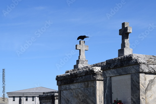 black crow on tombstone in cemetery