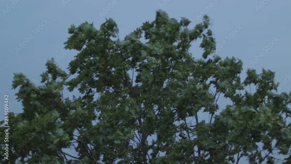 Trees being shaked by the wind before the storm Trees being shaked by the wind before the storm