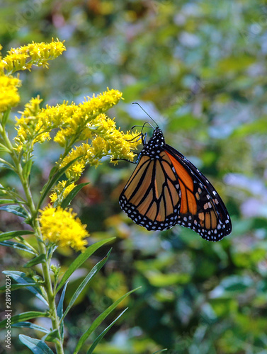 Monarch Butterfly © Michael