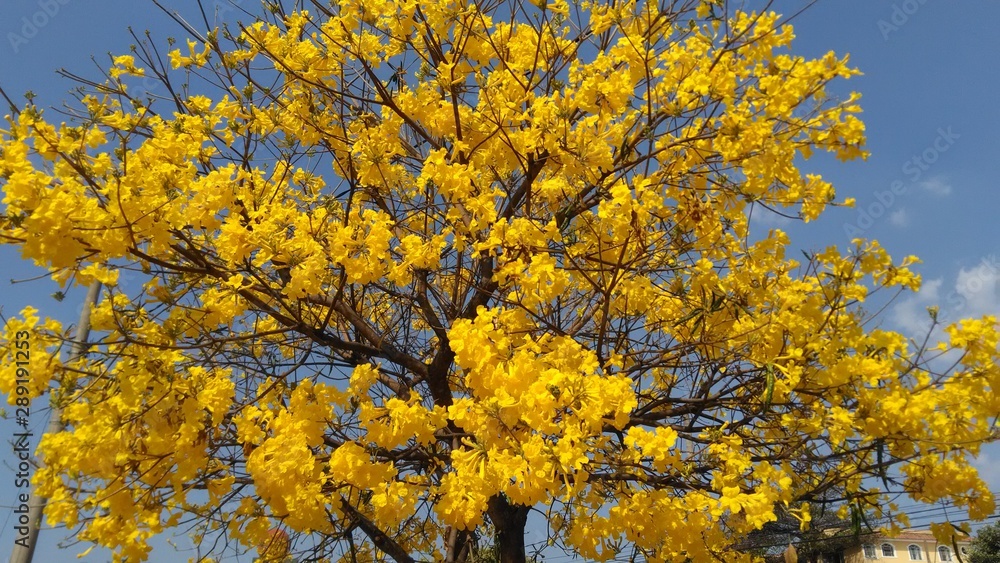 autumn leaves on a tree