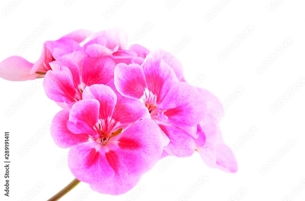 Fototapeta premium Balmy Geranium flower