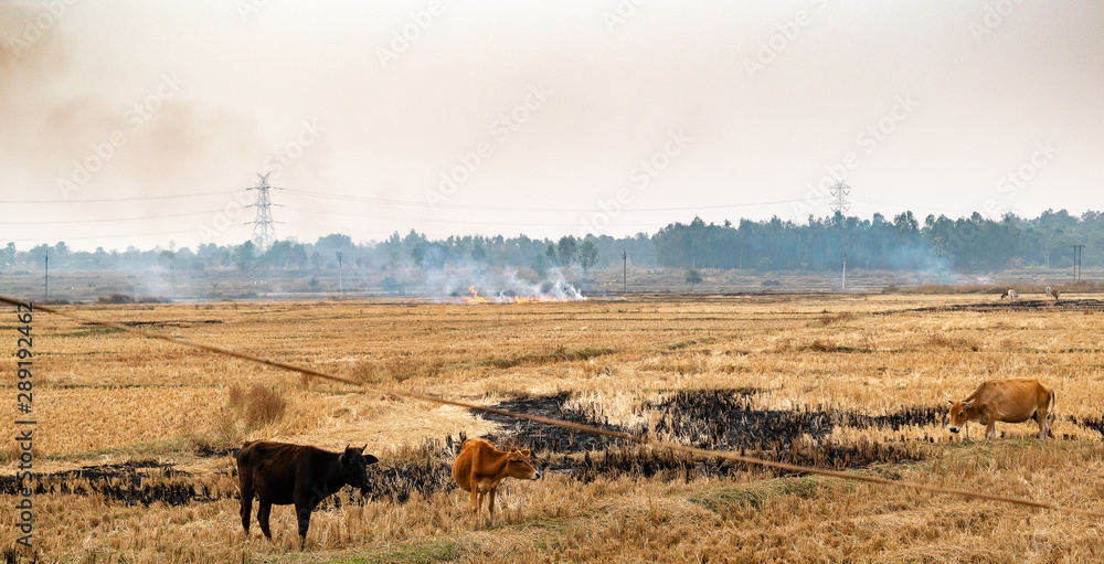 Large amounts of smoke generated by fire, straw and hay in the dry season or post harvest season in West Bengal, India.
