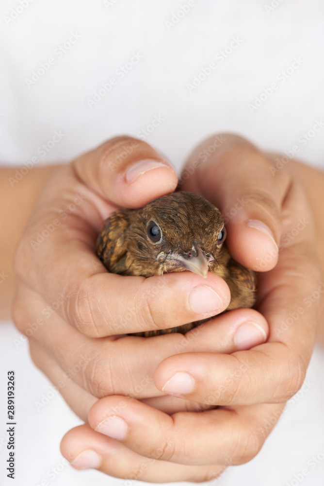 Small trush bird in human hands Small trush bird in human hands