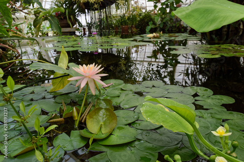 Pink Water Lotus