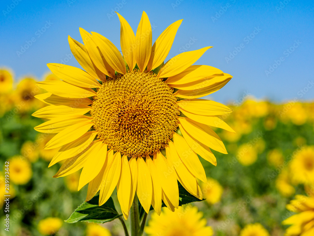 Landscape view of isolated Sunflower head with other sunflowers blurred in background Landscape view of isolated Sunflower head with other sunflowers blurred in background