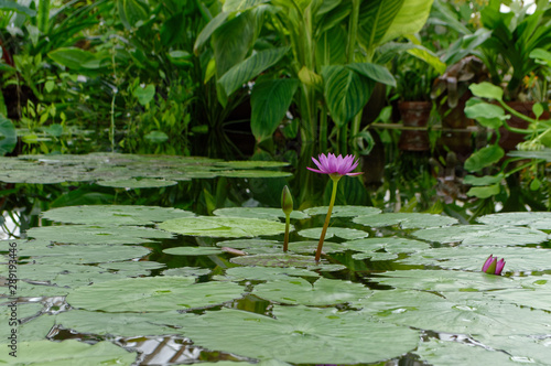 Violet Water Lotus