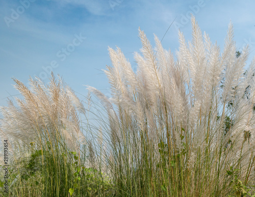 Kans grass  Kash phool at the time of Sunset with selective Focus used.