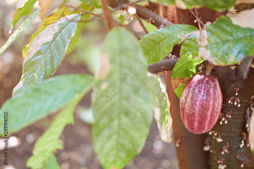 Red cacao pod on tree