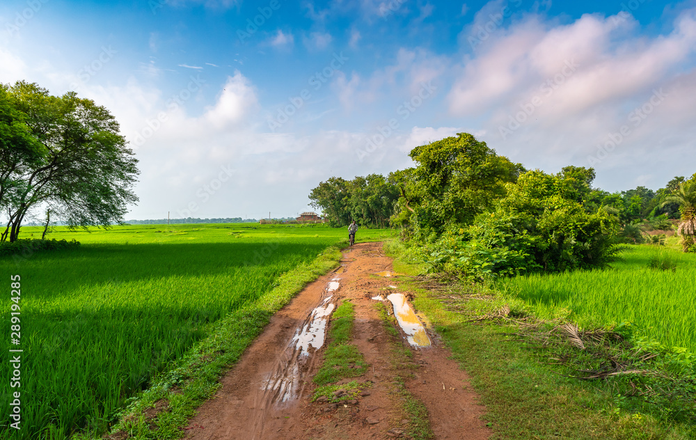 Indian Agricultural field with village road in the early morning.