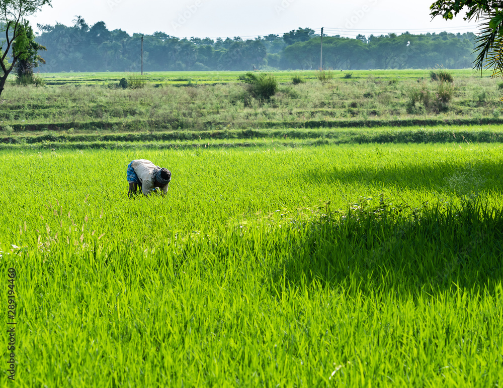 An indian farmer working on his Agricultural field. An indian farmer working on his Agricultural field.