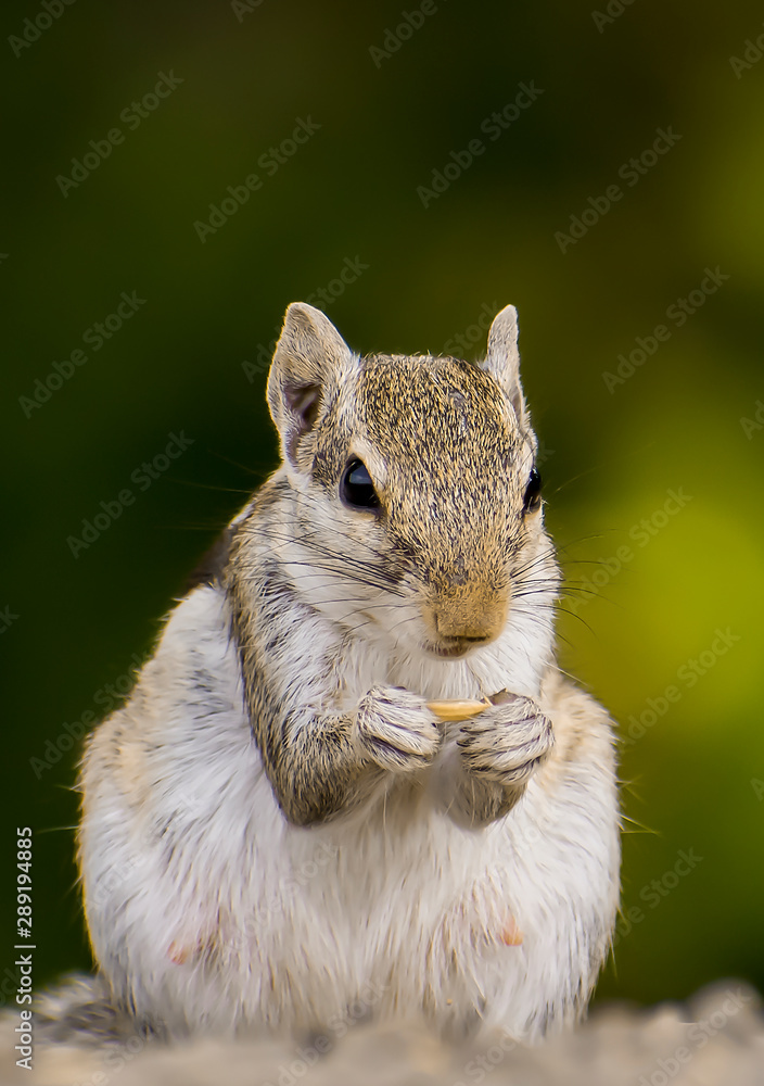 Obraz premium squirrel eating rice