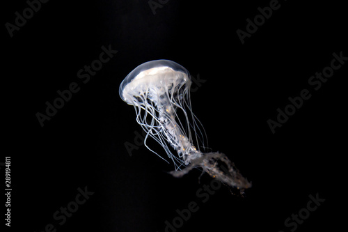 White jellyfish floating in dark water