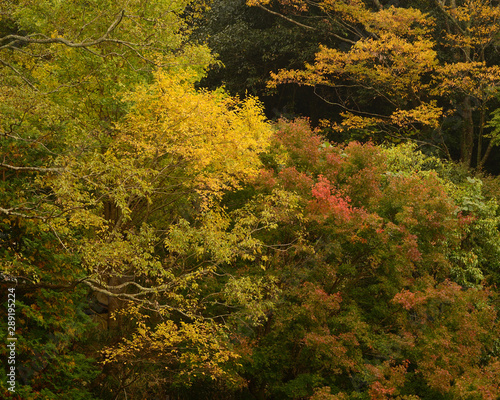 秋 紅葉 深まる秋