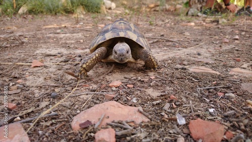 Land turtle , name in latin : Testudo hermmani