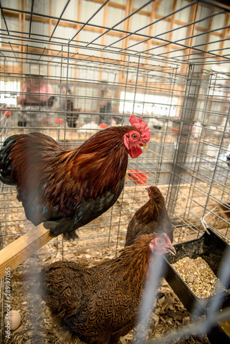 Obraz na płótnie chicken cage at county fair