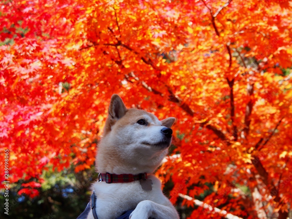 人気絶頂 new✧︎柴犬さん‼︎秋の紅葉トレインアレンジ Daifuku ryokan