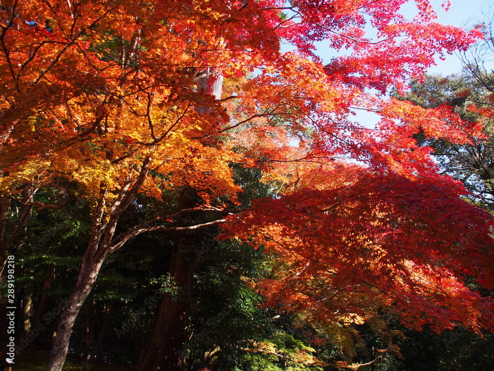 紅葉真っ盛り 紅葉真っ盛り