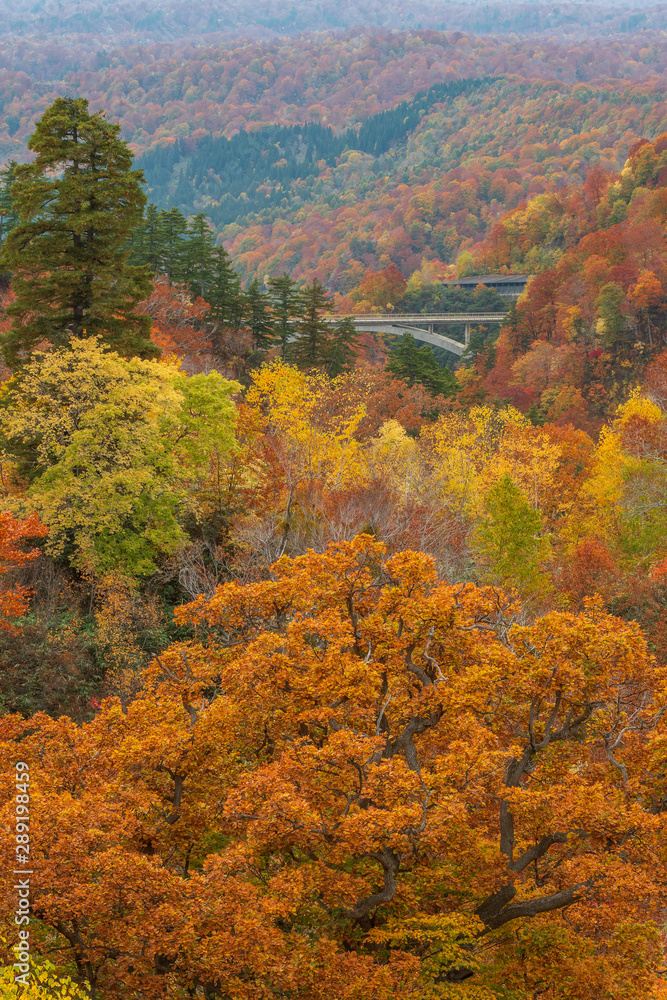 Colorful autumn season at Hachimantai mountain area, Tohoku, Japan.