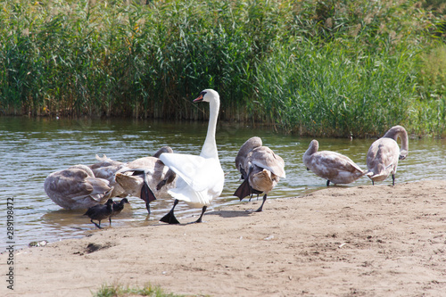 Swan family on the shore of a summer lake  