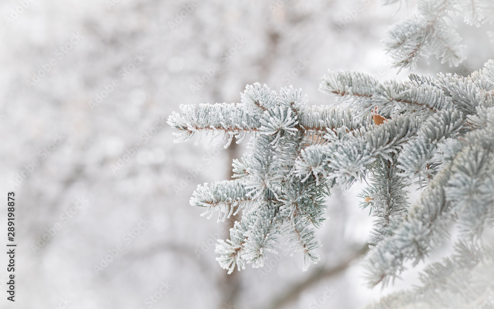 Hoar frost formations on a spruce tree in Saskatchewan in winter