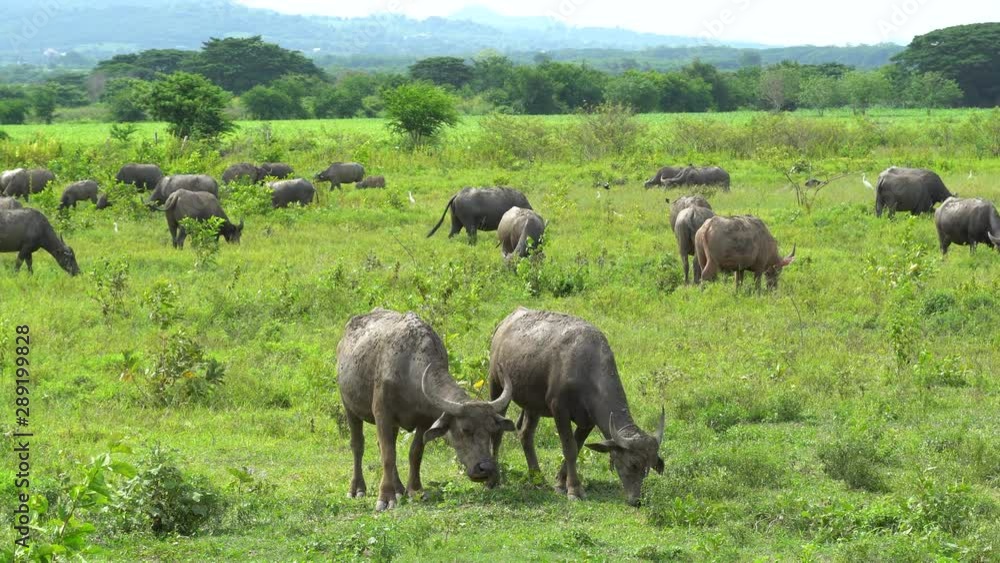 herd of grazing buffalo in free grass field herd of grazing buffalo in free grass field
