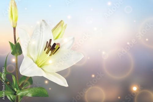 Beautiful white lily on background