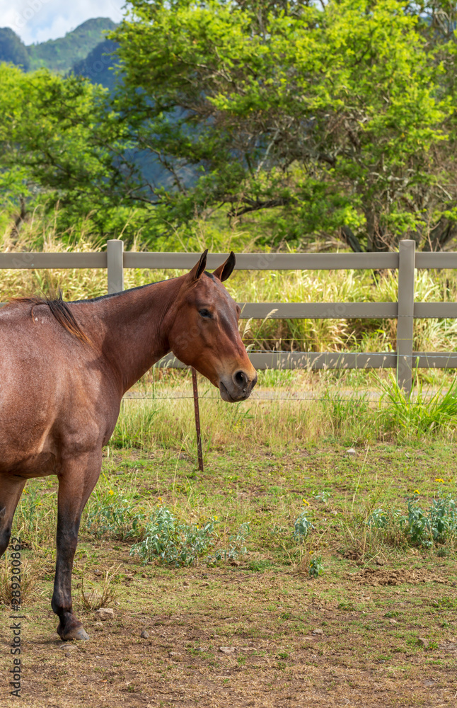 A Horse on a ranch in Hawaii
