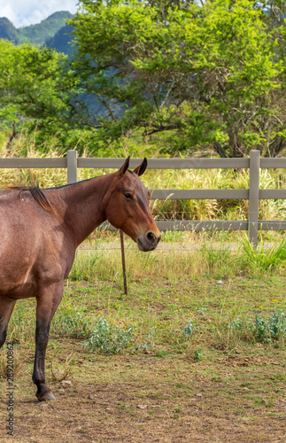 A Horse on a ranch in Hawaii