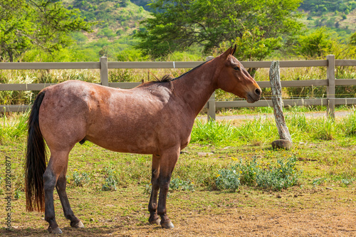  A Horse in pasture on a ranch in Hawaii