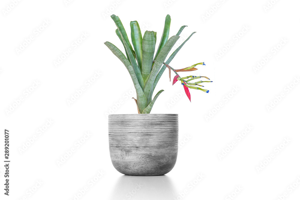 Bromeliad green in cement vase pot isolated on white background. Bromeliad green in cement vase pot isolated on white background.