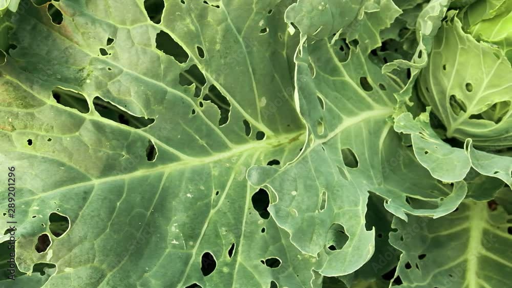 Cabbage damaged by insects pests close-up. Head and leaves of cabbage ...